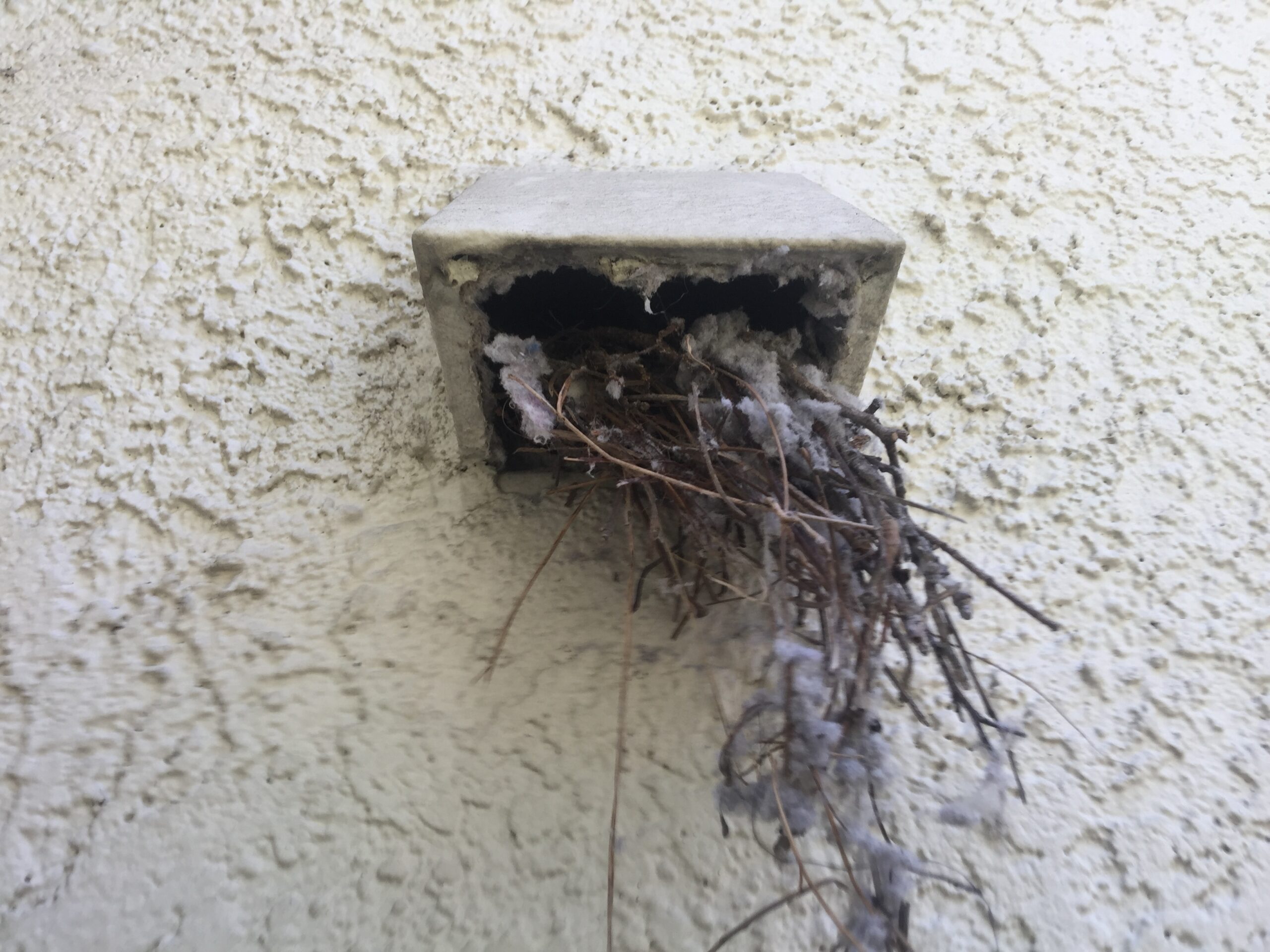 Bird Nest in Dryer Vent Tube removed by A-1 Duct Cleaning & Chimney Sweep in Orange County, CA