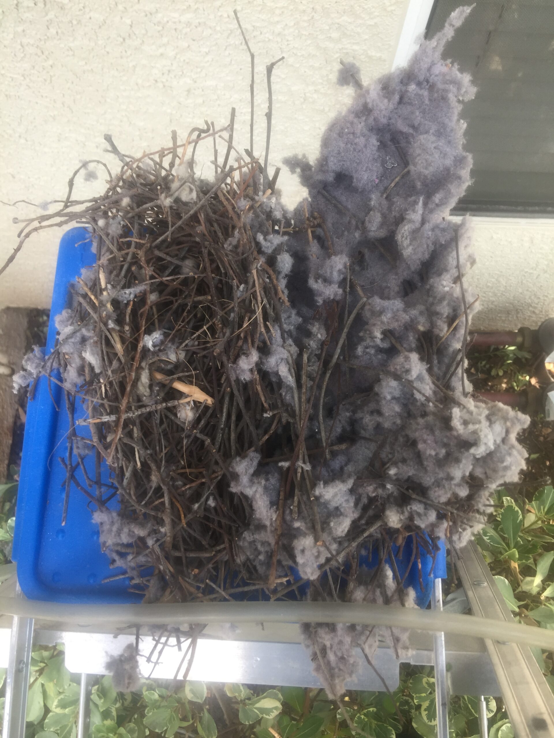Bird Nest removed from Dryer Vent Tube by A-1 Duct Cleaning & Chimney Sweep in Orange County, CA
